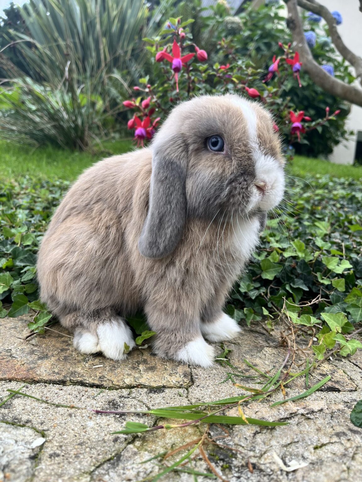 bébés lapins nain bélier mini lop /disponibles - David Delphine Elevage